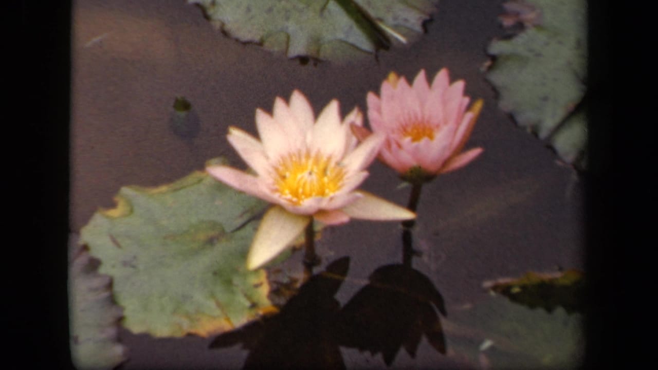 Pink water lilies and lily pads float on dark pond water.