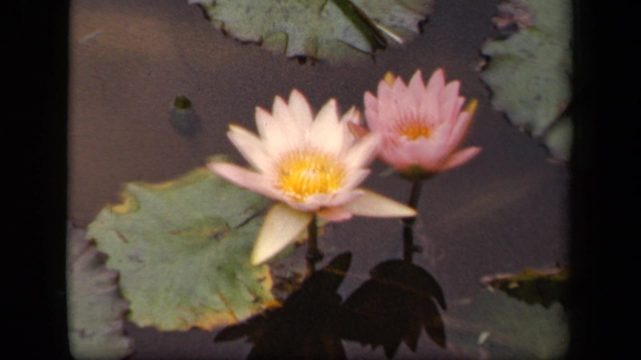 1943 Washington, DC 8mm frame showing two pale pink water lilies above green lily pads, with dark reflected shapes in the pond.