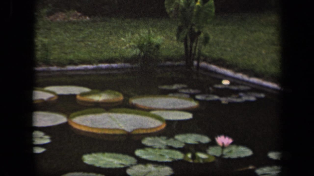 Wider 1943 Washington, DC 8mm view of a pond with many lily pads, a pink water lily, dark water, and grass beyond the bank.
