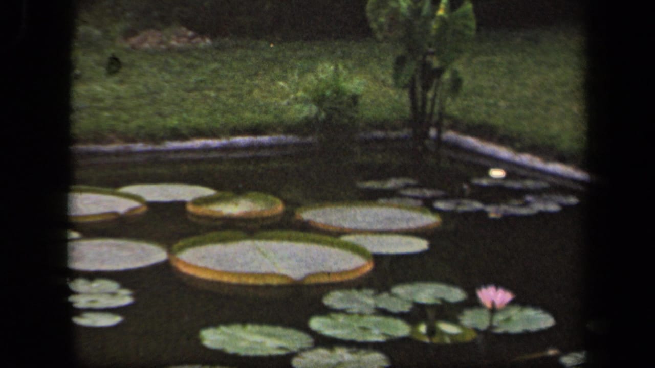 1943 Washington DC 8mm frame showing a backyard pond with lily pads, a pink water lily, concrete edging, lawn, and garden plants.