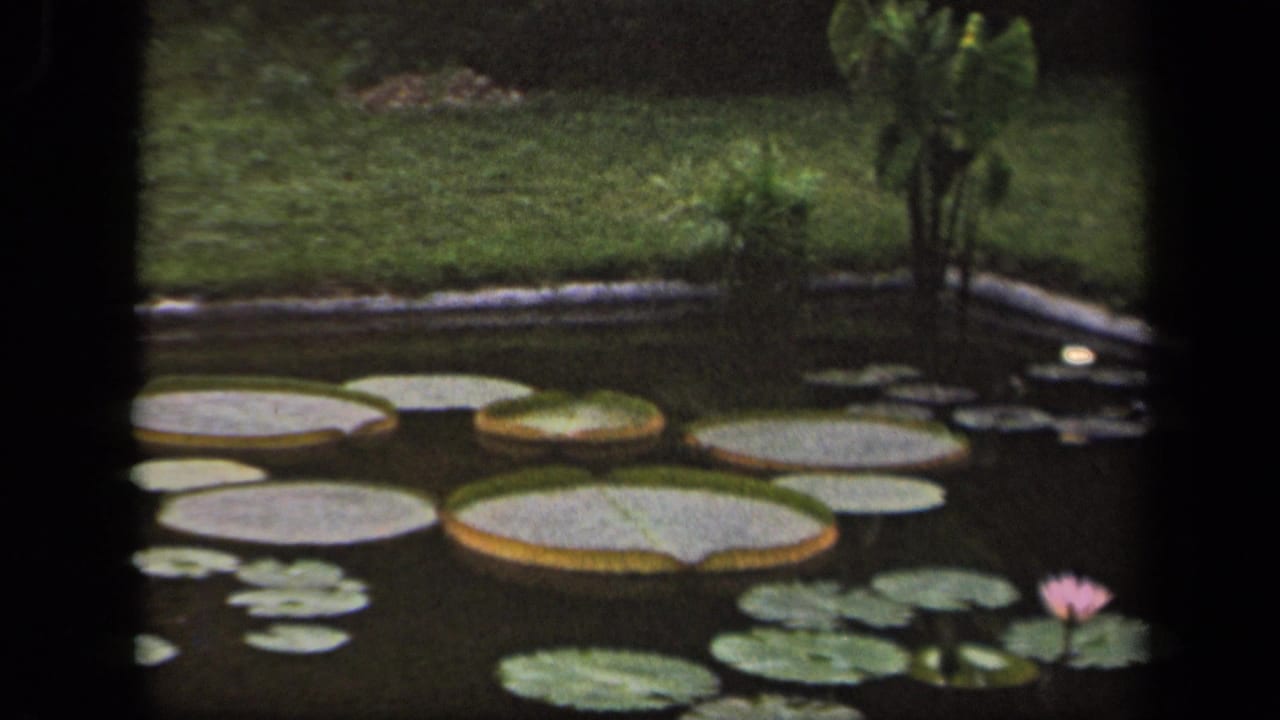 Lily pads and a pink water lily on a backyard pond with grass behind it.