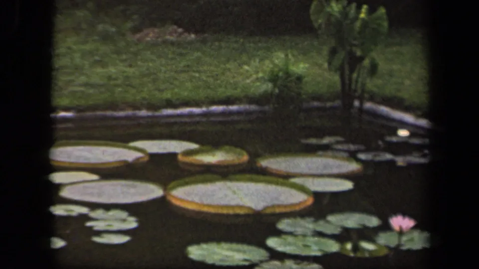 1943 Washington DC home-movie frame of a pond surface with broad lily pads, smaller pads, a pink bloom, lawn, and planted border.
