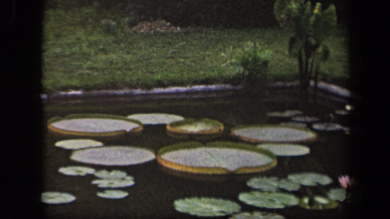 1943 Washington DC 8mm still showing a backyard pond with overlapping lily pads, dark water, concrete edging, lawn, and soft garden plantings.