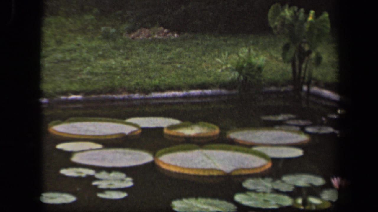 1943 Washington DC home-movie frame showing pale lily pads on a backyard pond, bordered by grass, concrete edging, and planted greenery.