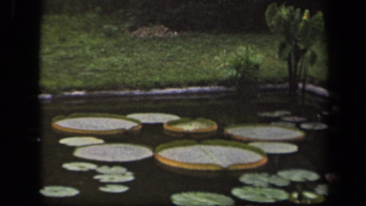 1943 Washington, DC 8mm frame showing lily pads spread across a dark pond with a grassy bank in the background.