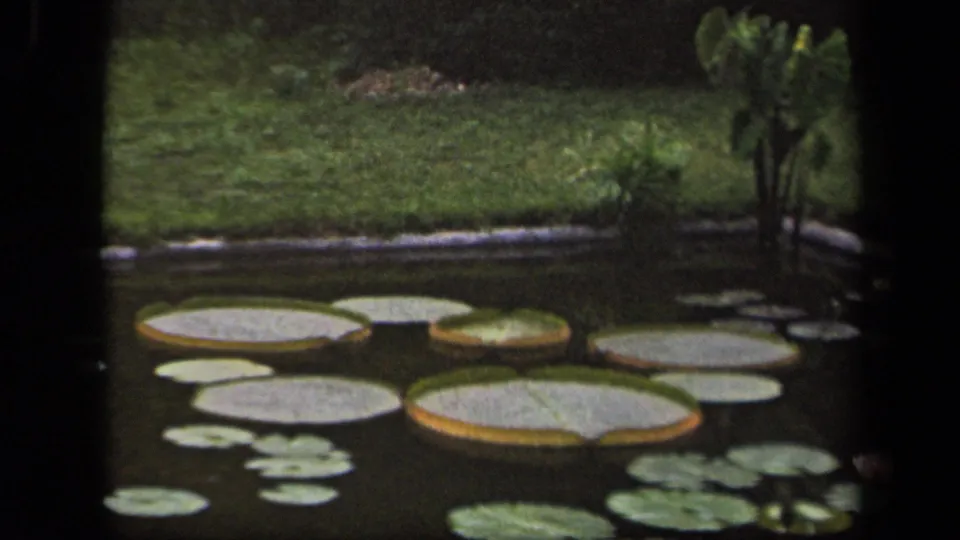 1943 Washington, DC 8mm frame showing lily pads spread across a dark pond with a grassy bank in the background.