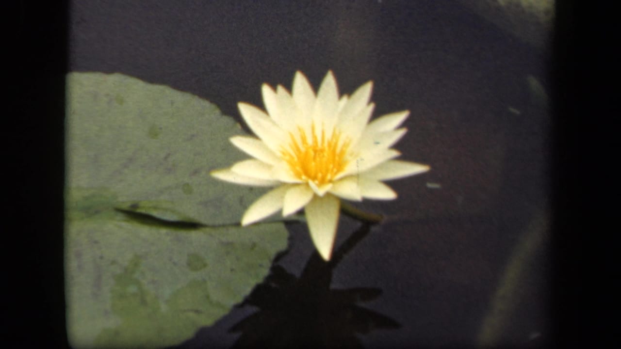 White water lily in bloom beside a large green lily pad on dark pond water.
