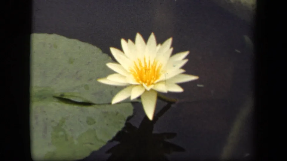 Close 1943 Washington, DC 8mm view of a white water lily with yellow center beside a broad lily pad.