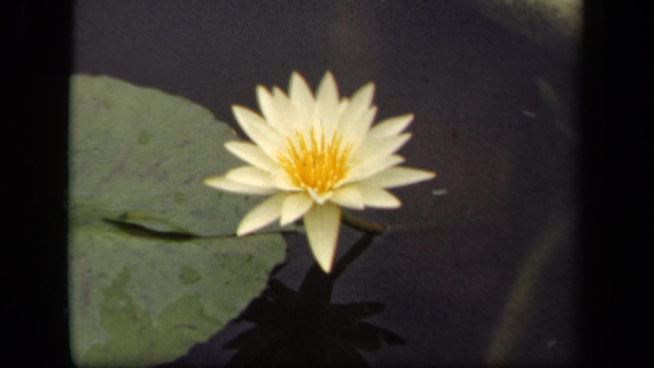 Final 1943 Washington, DC 8mm frame holding on the white lily bloom, green pad, dark water, and soft reflection.