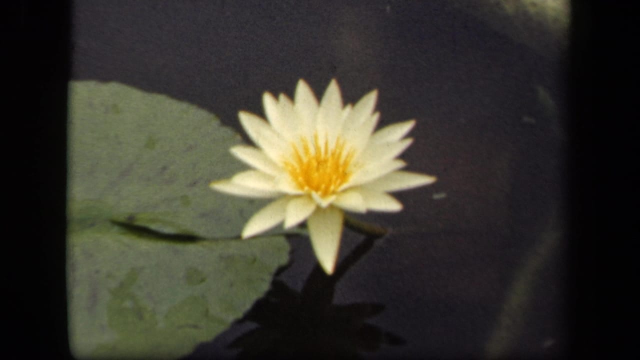 White water lily blooming beside a green lily pad on dark pond water.