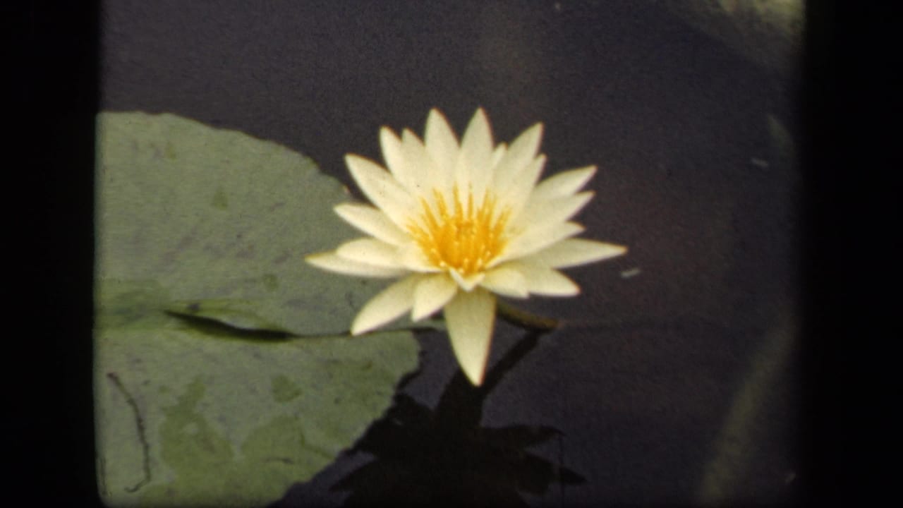 White water lily and green lily pad floating on dark pond water.