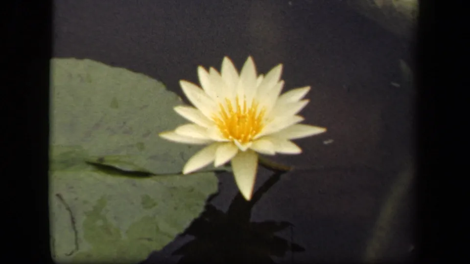 White water lily in soft 8mm focus beside a lily pad, supported by metadata as Washington, DC in 1943.