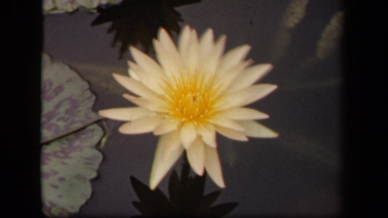 Closer 1943 8mm view of a white water lily blooming on a pond with lily pads in Washington, DC.