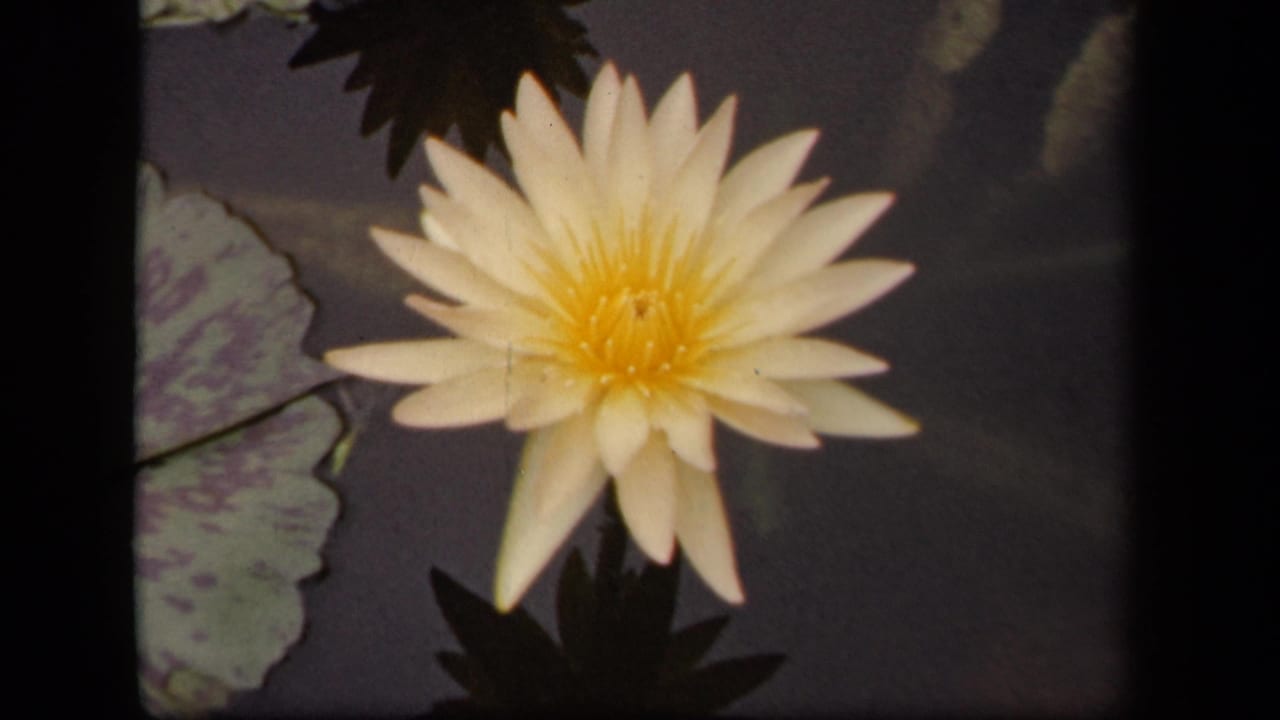 White water lily and nearby lily pads seen in a soft, grainy 1943 Washington, DC home-movie frame.