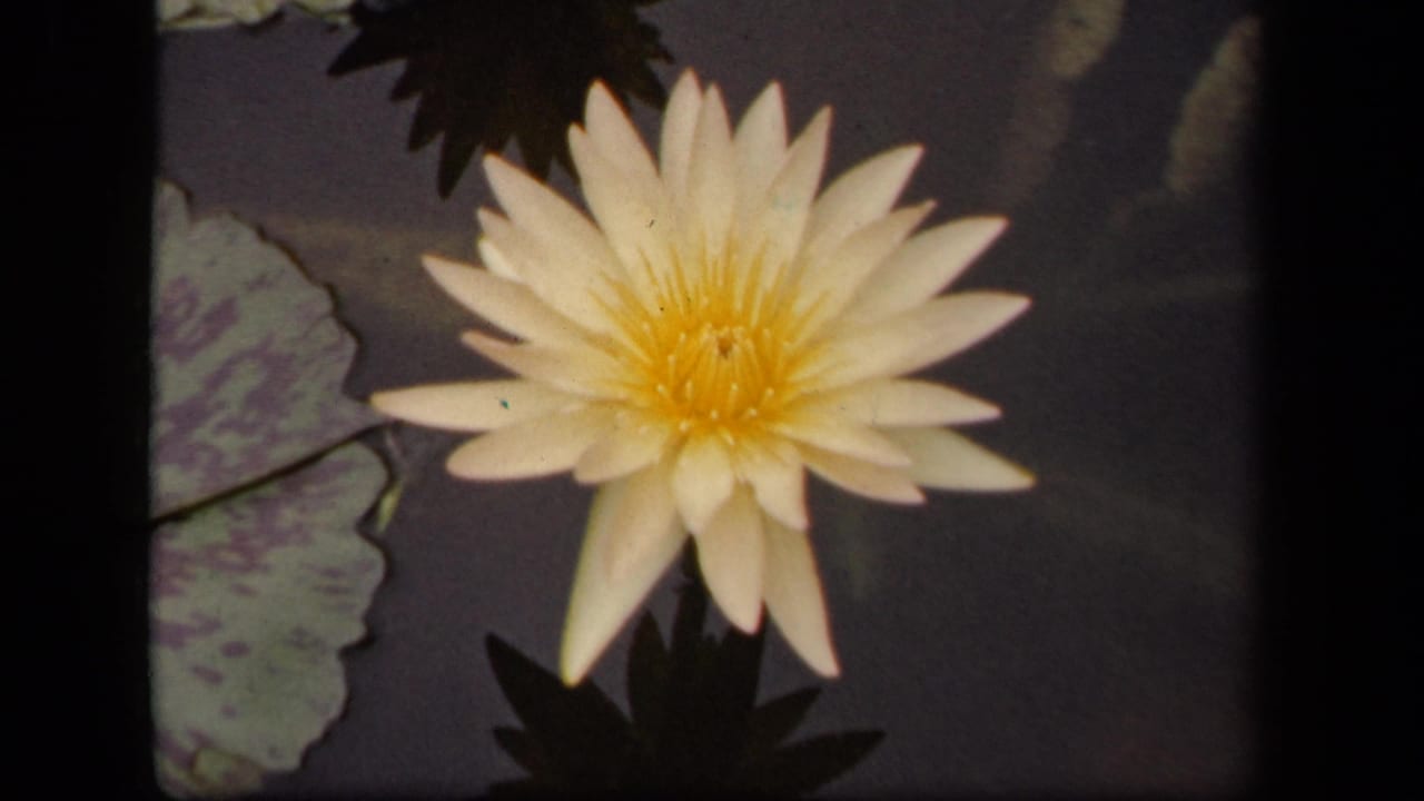 1943 Washington, DC 8mm frame showing a white water lily with a yellow center near mottled lily pads on dark pond water.