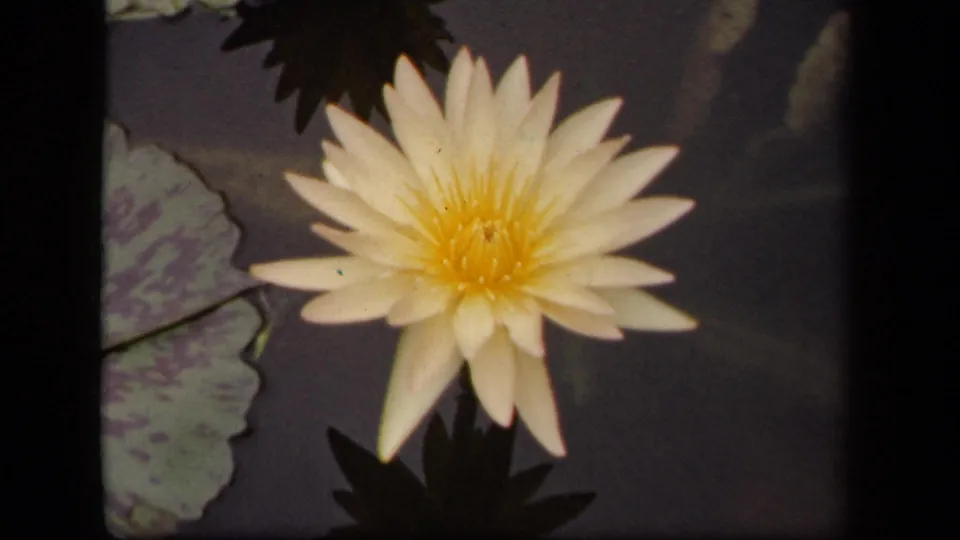 1943 Washington, DC 8mm frame showing a white water lily with a yellow center near mottled lily pads on dark pond water.