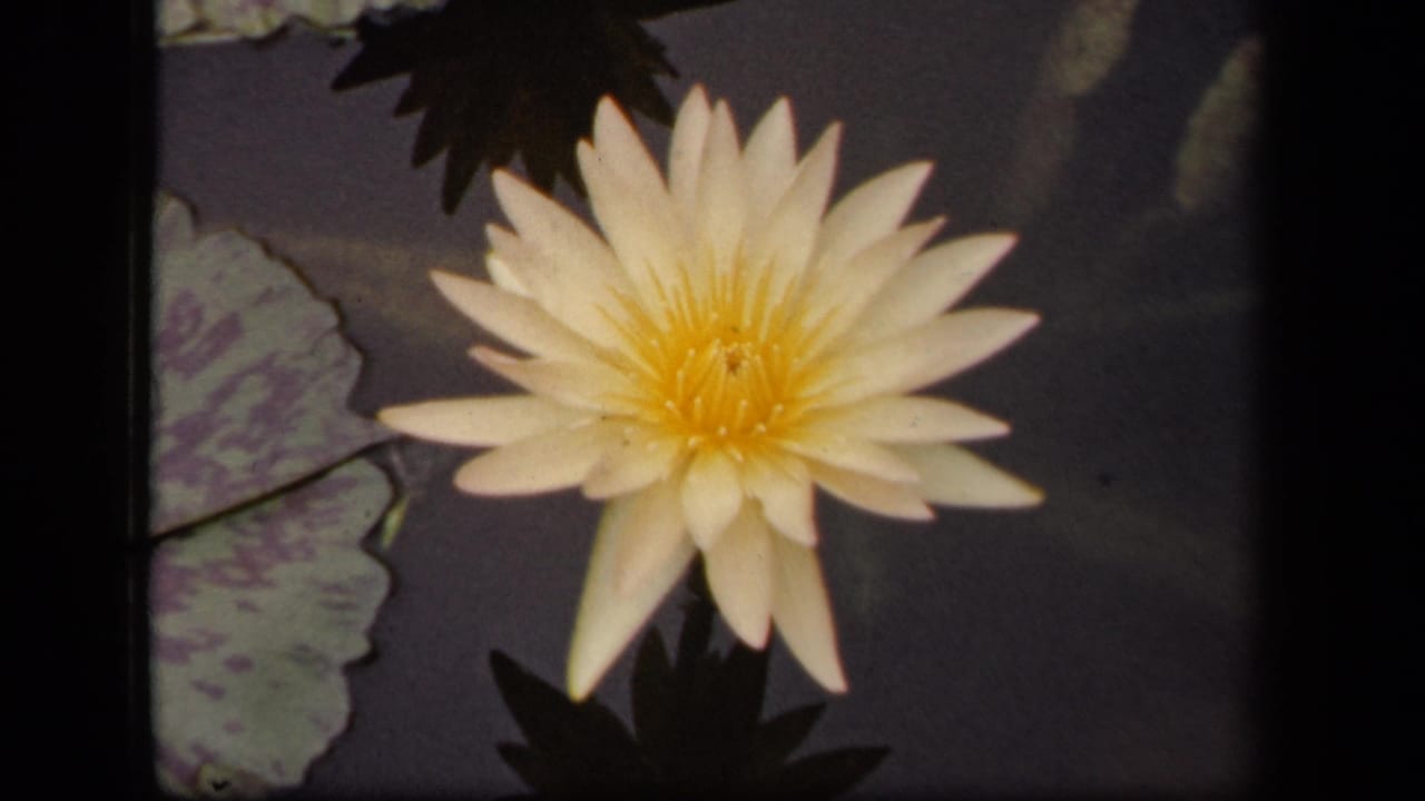 White water lily centered near lily pads, with soft focus and dark pond water around it.