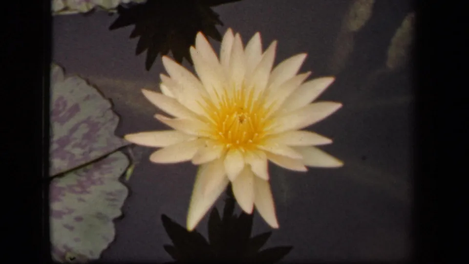 1943 Washington, DC 8mm frame with a centered white water lily, yellow center, surrounding lily pads, and dark pond water.