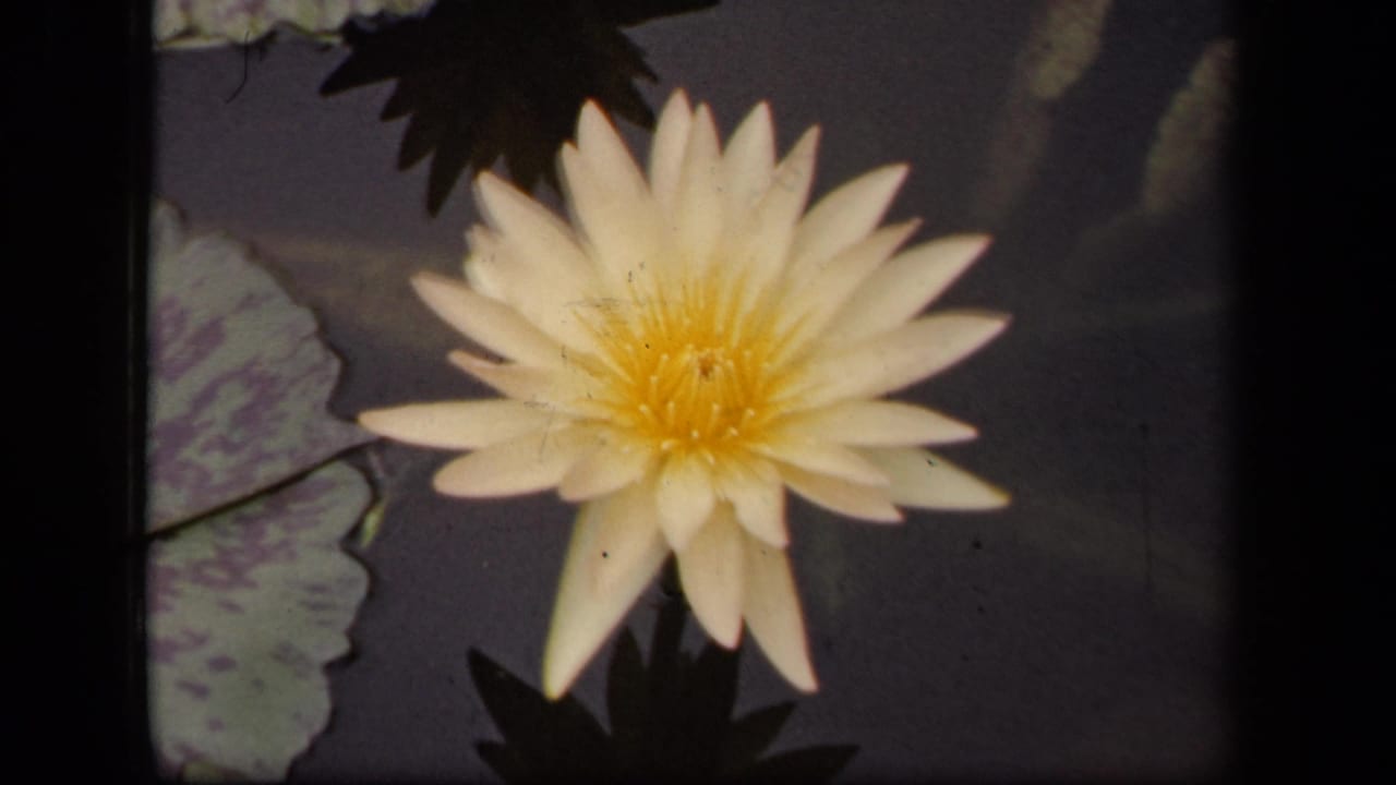 1943 Washington, DC 8mm frame showing a close view of a white water lily over dark pond water with mottled lily pads nearby.