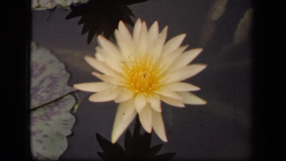 1943 Washington, DC 8mm frame showing a close view of a white water lily over dark pond water with mottled lily pads nearby.