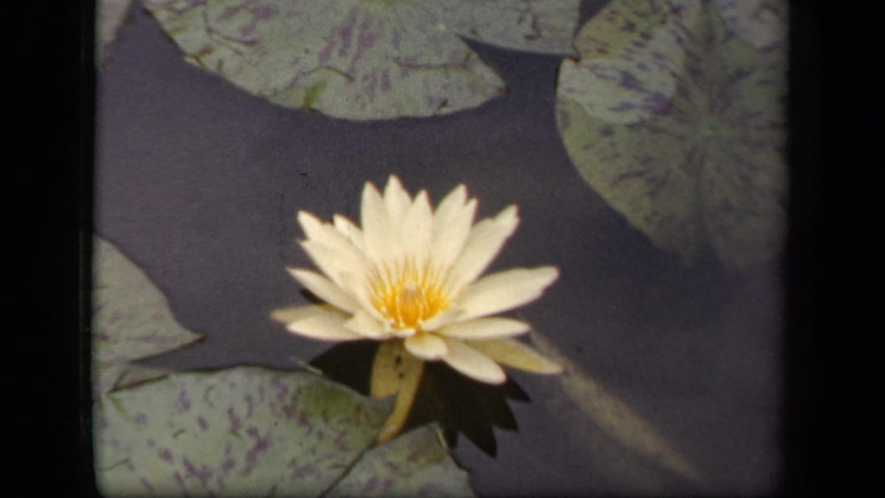 1943 Washington, DC 8mm frame showing a white water lily and mottled lily pads on dark pond water.