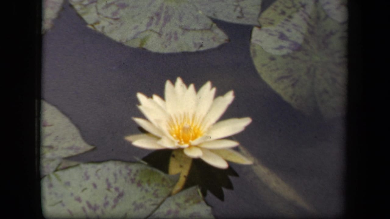 White water lily near lily pads, seen against dark water with soft focus.