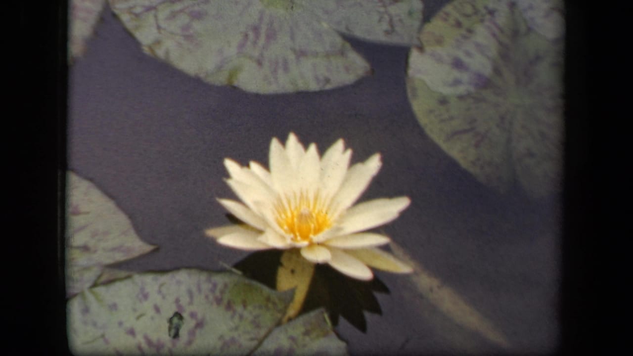 1943 Washington, DC 8mm frame of a white water lily on dark pond water, surrounded by mottled lily pads.