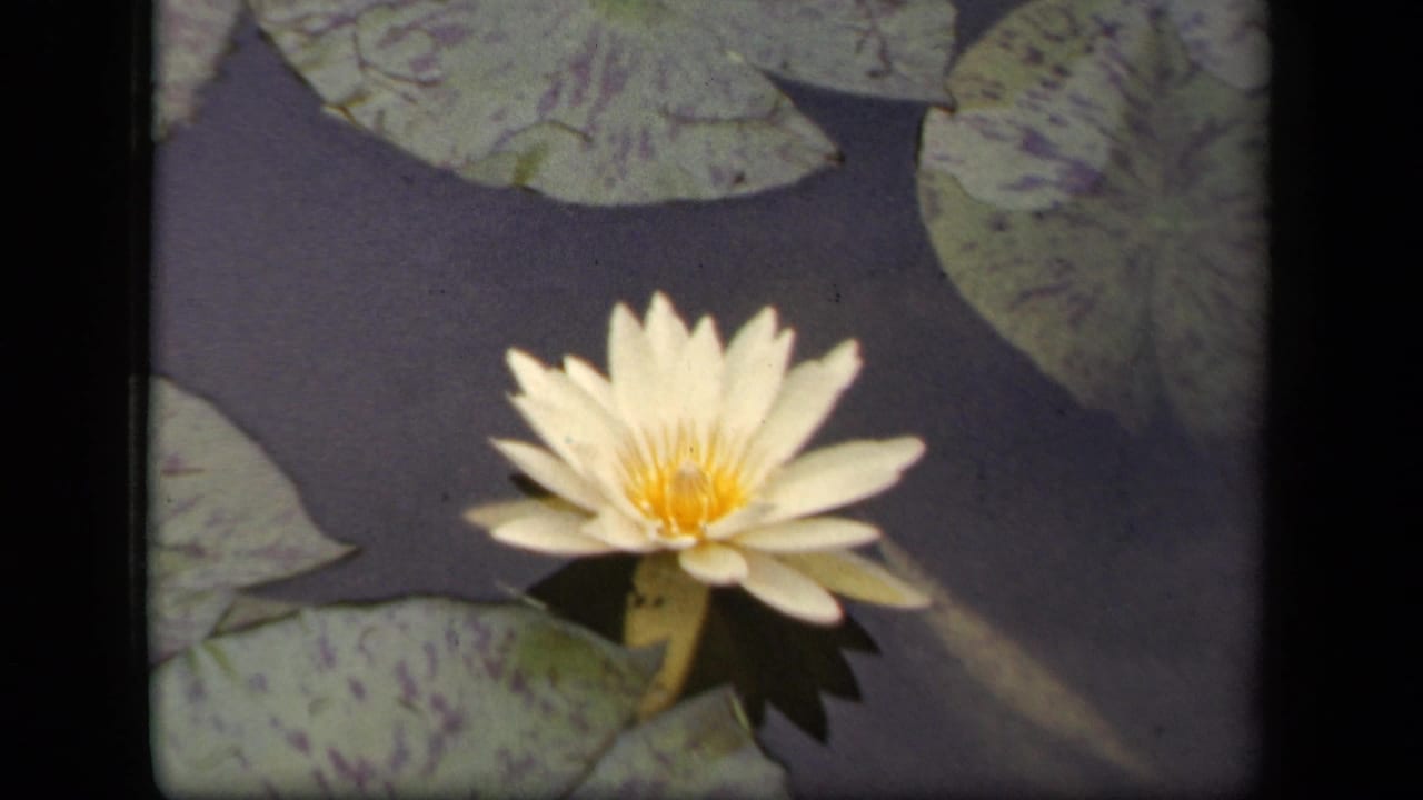 White water lily among mottled lily pads in 1943 Washington, DC 8mm home-movie footage.