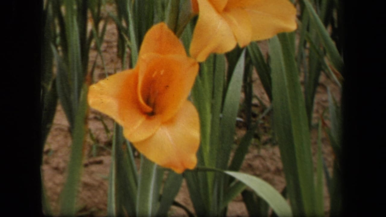 Orange gladiolus blossoms with tall green leaves and soil behind them.