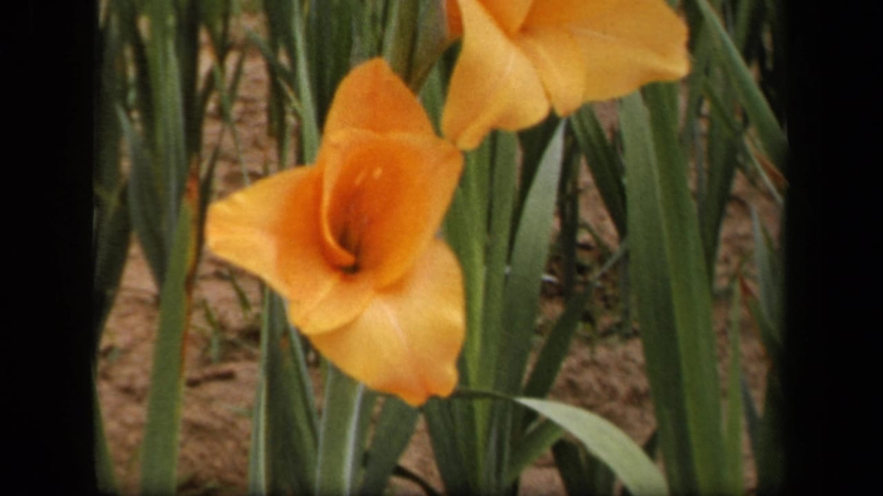 Close garden view of orange gladiolus flowers in 1943 Washington, DC 8mm home-movie footage.