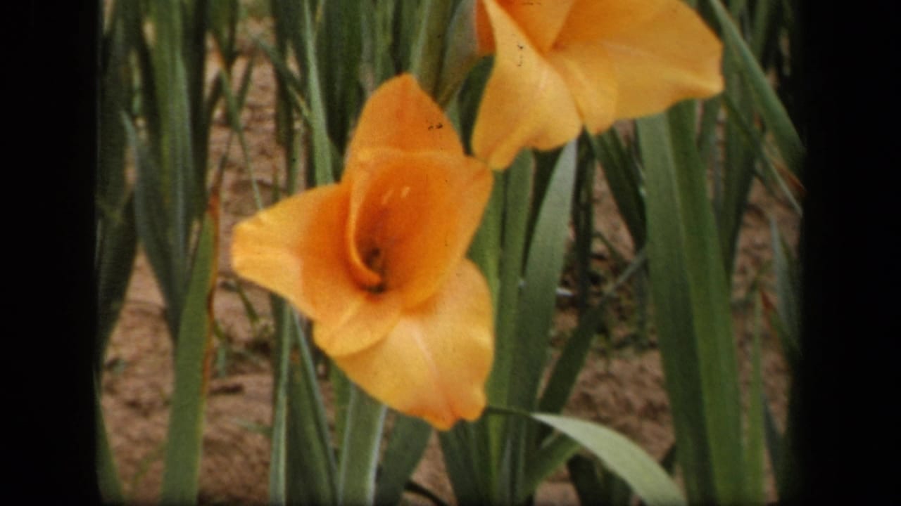 Orange gladiolus framed by tall green leaves in 1943 Washington, DC 8mm garden footage.