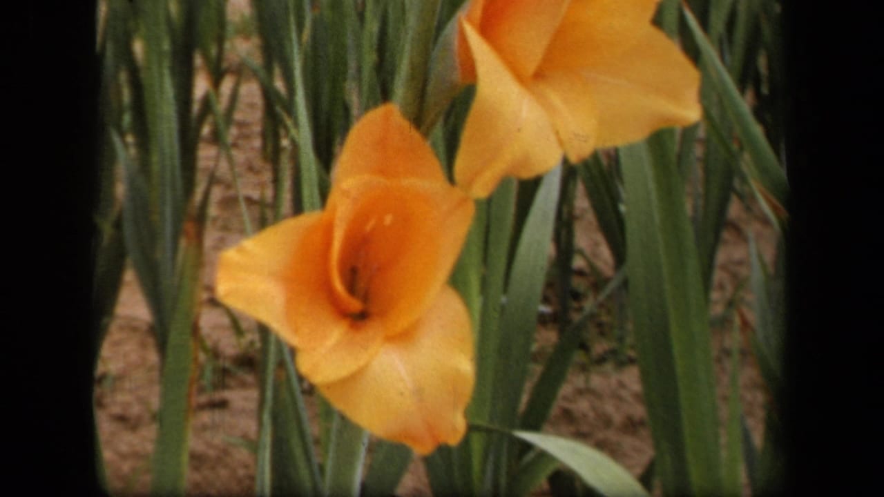 1943 8mm frame from Washington, DC showing orange gladiolus flowers blooming among upright leaves in a garden bed.