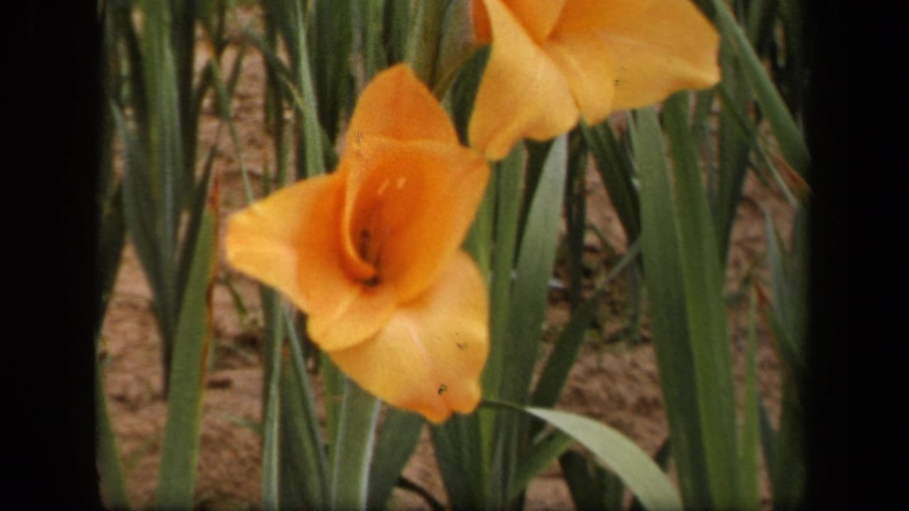 Close view of orange gladiolus flowers with green leaves behind them.