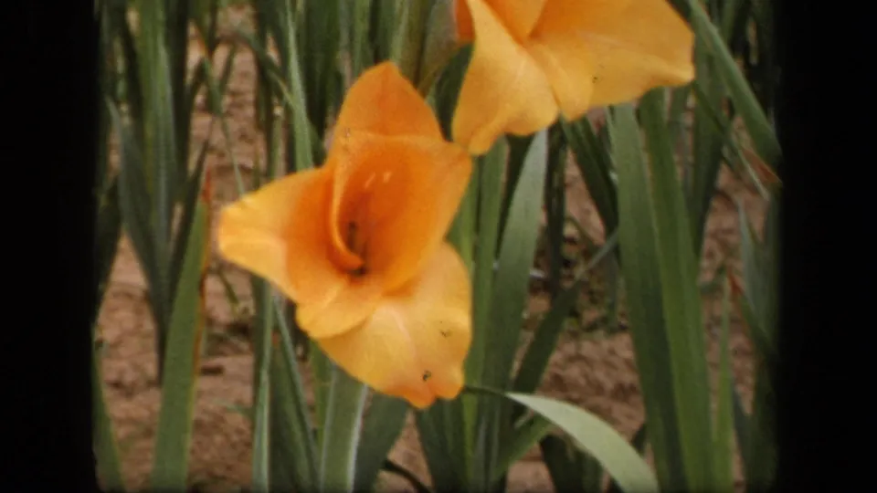 1943 Washington, DC 8mm frame showing orange gladiolus blossoms framed by vertical green leaves and garden soil.