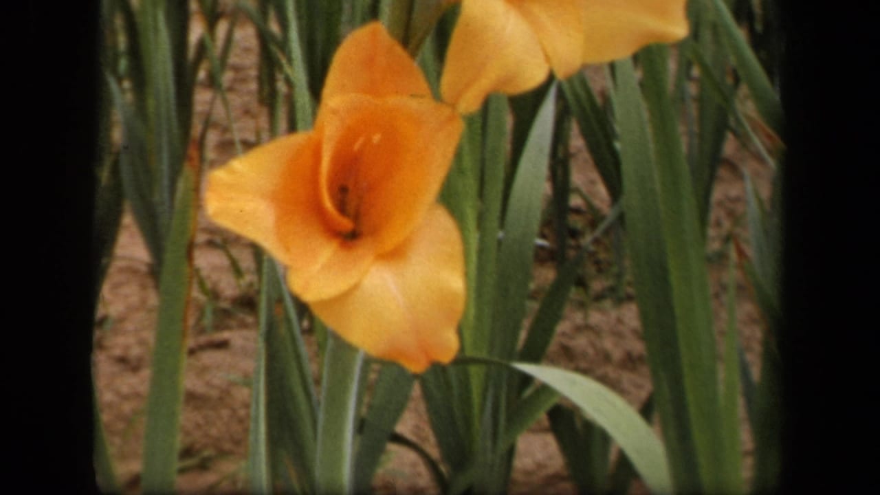 1943 8mm garden frame from Washington, DC showing an orange gladiolus bloom in front of long green leaves and soil.