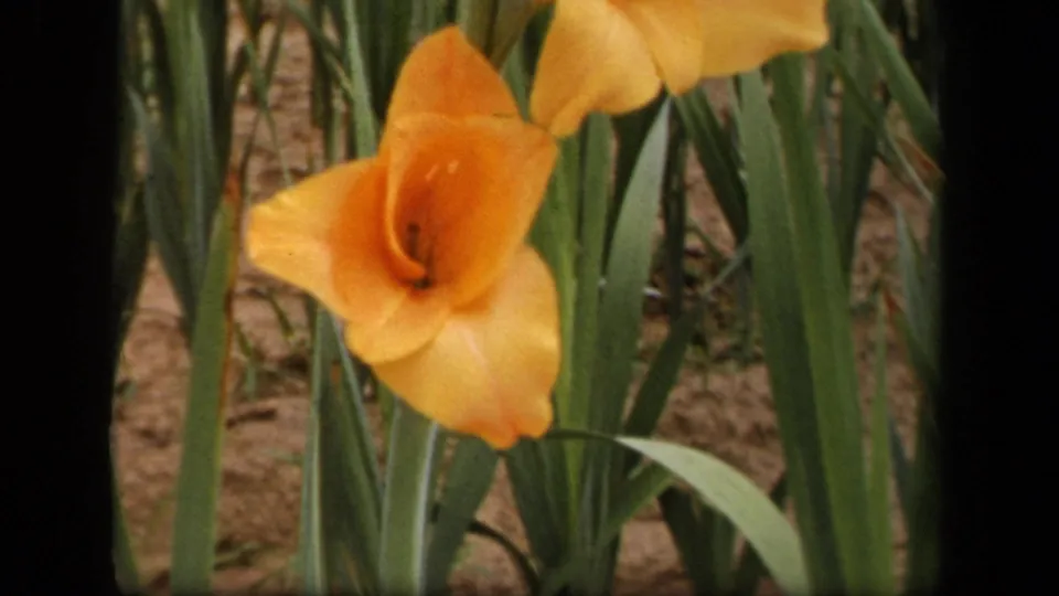 1943 8mm garden frame from Washington, DC showing an orange gladiolus bloom in front of long green leaves and soil.
