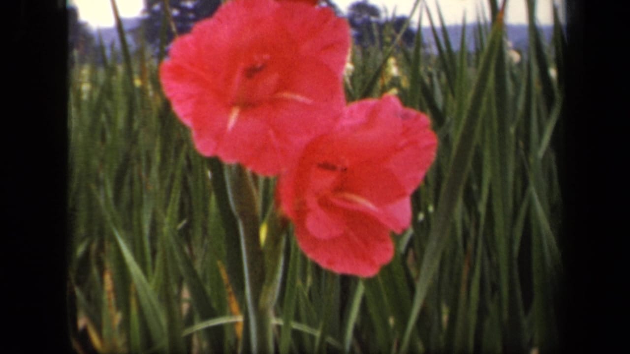 1943 Washington, DC 8mm frame showing pink gladiolus blossoms rising from dense green leaves in an outdoor garden.