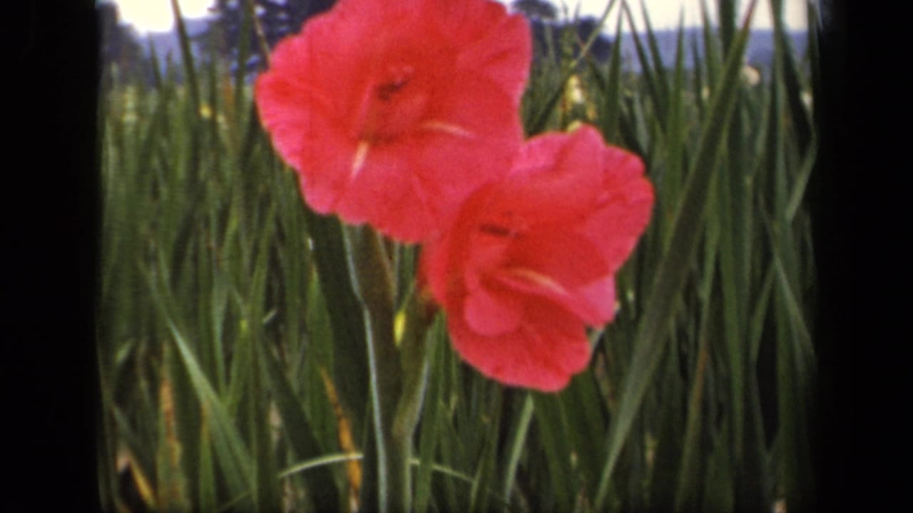 Red gladiolus blooms standing among tall green grass.
