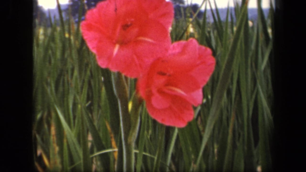 Red flower heads against tall grass with dark film borders.