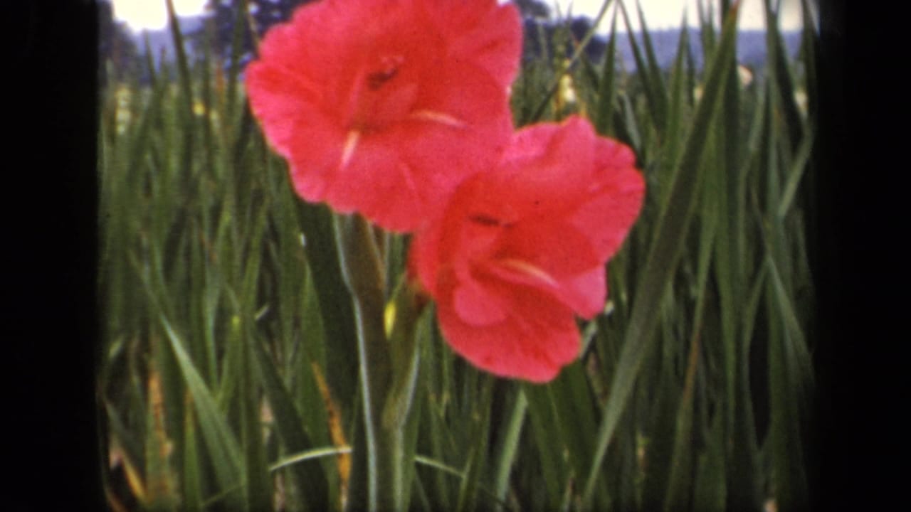 The gladiolus appears slightly shifted in the frame, suggesting wind movement in the surrounding grass.