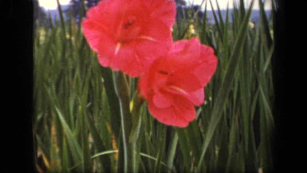 A red gladiolus fills the foreground while tall grass and 8mm film texture remain visible around it.