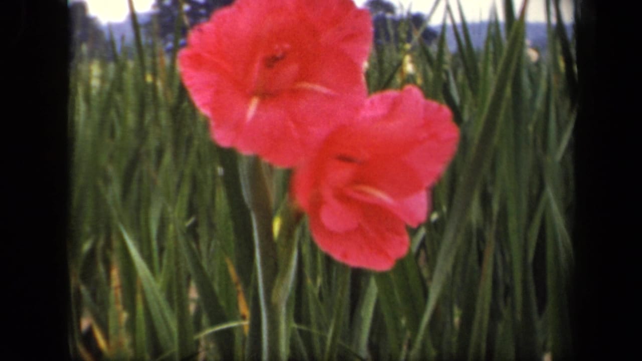 Pink gladiolus flowers in tall green leaves, framed by black film borders.