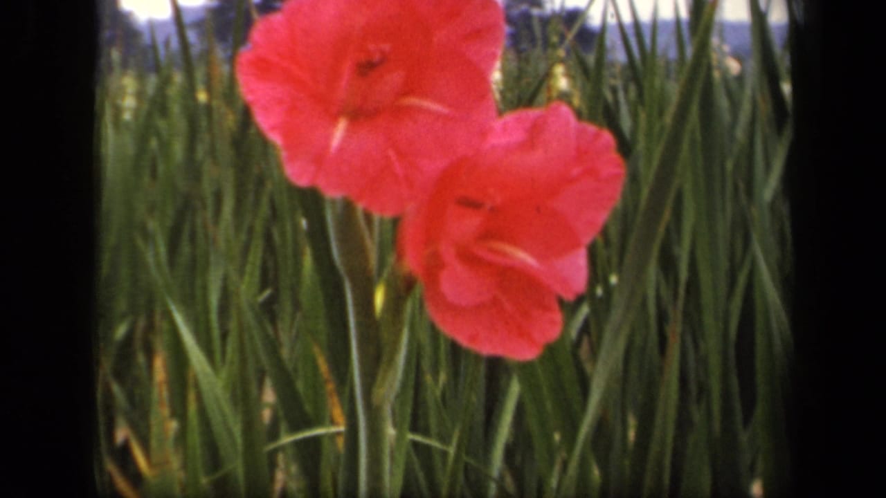 Two pink gladiolus blooms with green leaves and soft outdoor background.