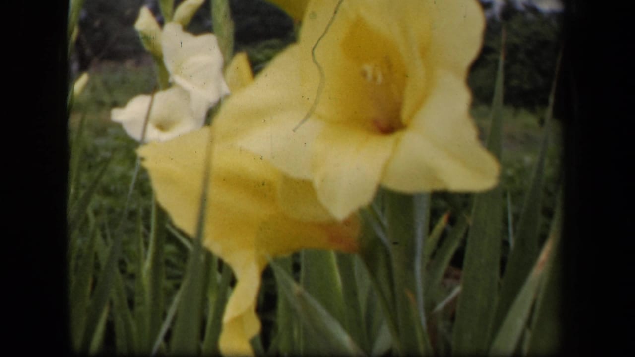 1943 Washington, DC home-movie frame centered on a yellow gladiolus bloom with leaves and grass in soft focus.