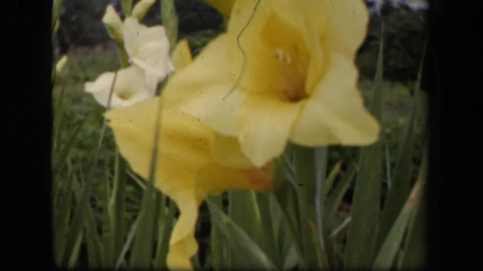 1943 Washington, DC home-movie frame centered on a yellow gladiolus bloom with leaves and grass in soft focus.