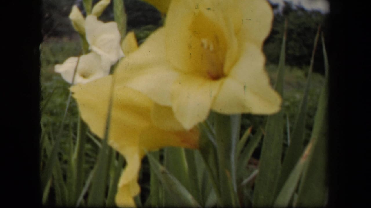 Close garden frame of a yellow gladiolus bloom and surrounding green leaves, described by metadata as 1943 Washington, DC footage.