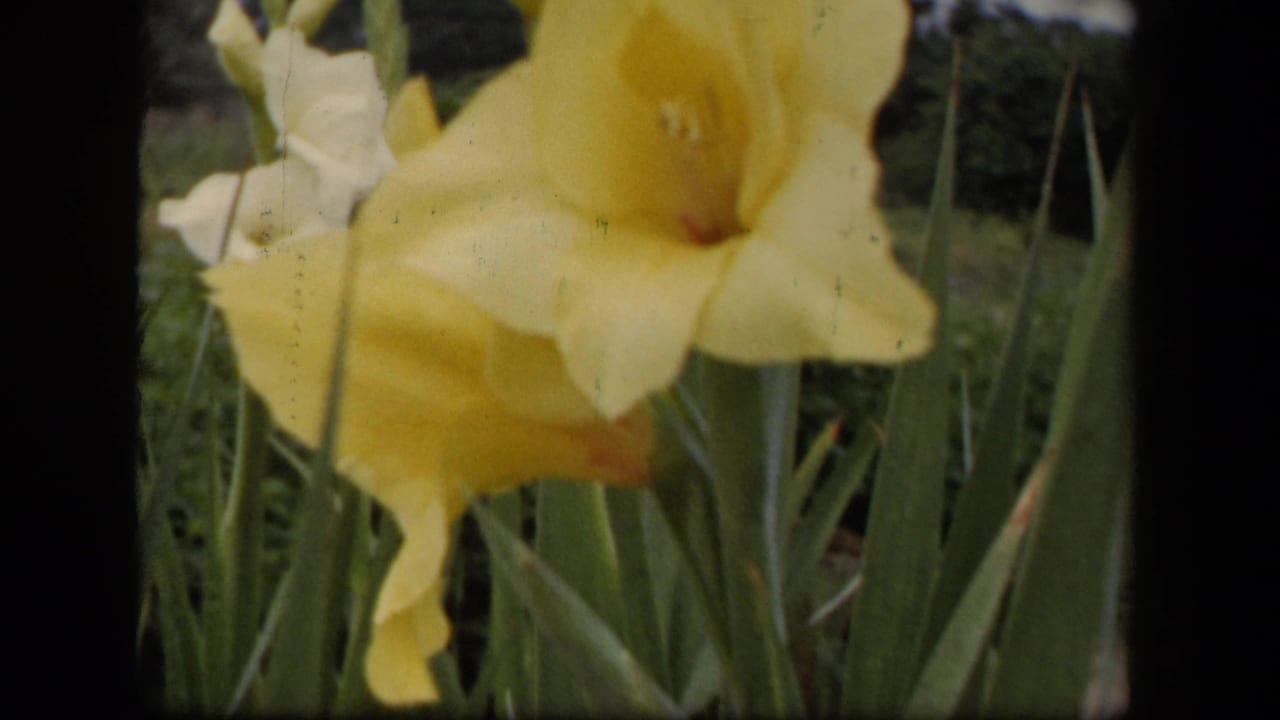 1943 Washington, DC 8mm frame showing a yellow gladiolus bloom in close view with leaves and soft garden foliage behind it.