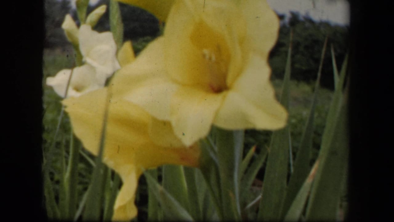 Yellow gladiolus flowers and tall leaves framed by dark 8mm film borders.