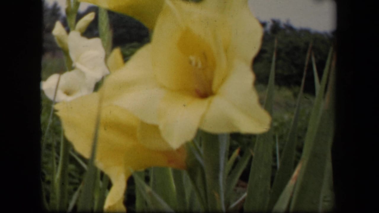 1943 Washington, DC 8mm still showing a large yellow gladiolus bloom in soft focus with garden leaves around it.