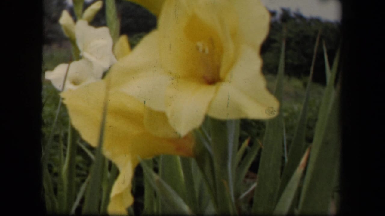 1943 Washington, DC home-movie frame of a yellow gladiolus bloom, tall leaves, and softly focused garden foliage.